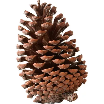 H14cm Naravno Sušenega cvetja Big Pine cone Acorn Cvet Za Dom Božič DIY Garland Venec Dekoracijo