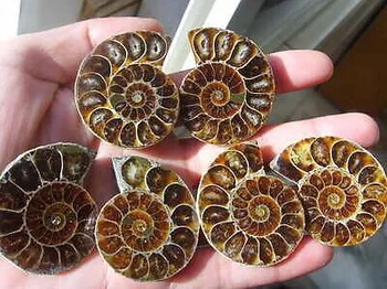90 g 3 pari Split Ammonite Fosilnih Primerkov Lupini Zdravljenje Madagaskar