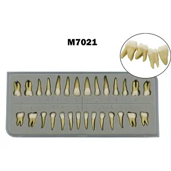 28PCS Zobni 1:1 Stalnih Zob Poučevanje Študija Model Demo Laboratorij za Izobraževanje M7021 Zobni Model Odontologia Accesorios