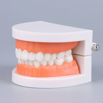 Ščetkanje zob Model Zobne Standard Zob Model Typodont Predstavitvene Združljiv z Poučevanje, Študij Majhna Velikost