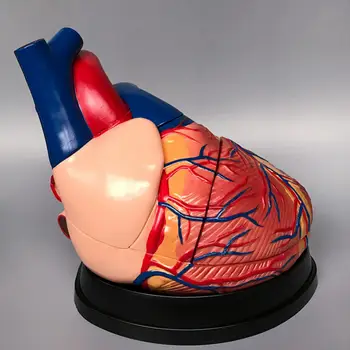 PVC 4X Življenje Velikost Človeško Srce Veno Arteriovenske Anatomija Srca Medicinski Model